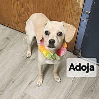 adopt a pet