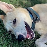 adopt a pet