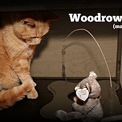 Thumbnail photo of Woodrow #2