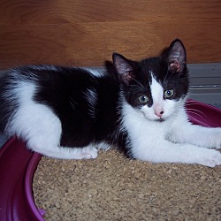 Thumbnail photo of thadeus kitten #3