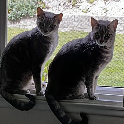 Photo of Weeman and  Henry