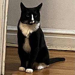 Thumbnail photo of Charlie the silly tux #2