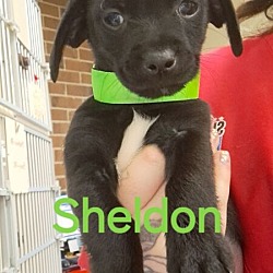 Thumbnail photo of Sheldon #3