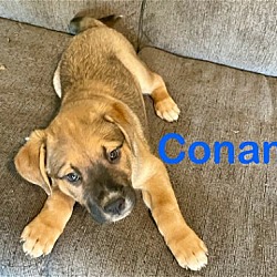 Photo of Conan