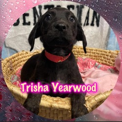 Photo of Trisha Yearwood