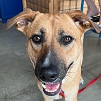 adopt a pet