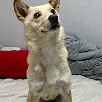 adopt a pet