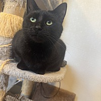 adopt-pet