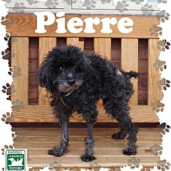 Thumbnail photo of Pierre #2