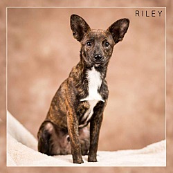 Thumbnail photo of Riley #4