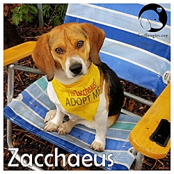 Thumbnail photo of Zacchaeus #1