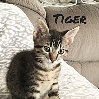 Adopt A Pet Petsmart Charities