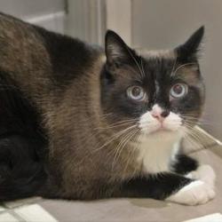 Siamese Kittens For Sale In Minnesota Adoptapet Com