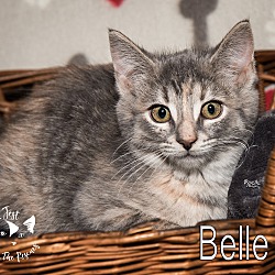 Thumbnail photo of Belle (adoption pending) #1