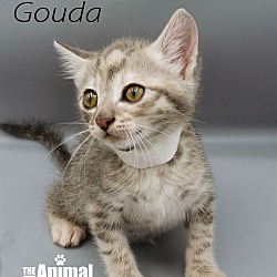 Thumbnail photo of Gouda #1