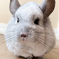 chinchillas sunshine misty