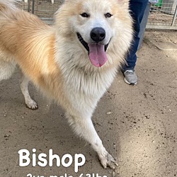 Photo of Bishop