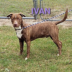 Thumbnail photo of Ivan #2