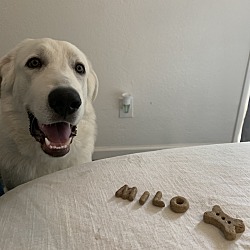 Photo of Milo