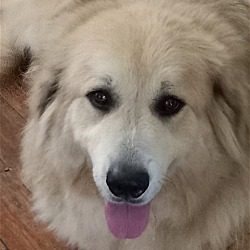 Photo of Belle
