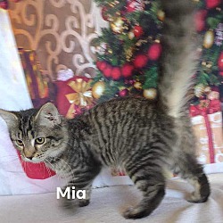 Thumbnail photo of Mia #1