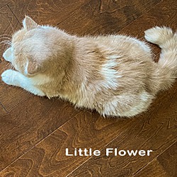Thumbnail photo of Little Flower #3