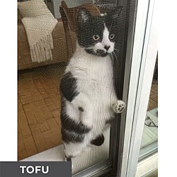 Thumbnail photo of Tofu #4
