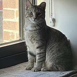 Photo of Hamster bonded Tabby Angie