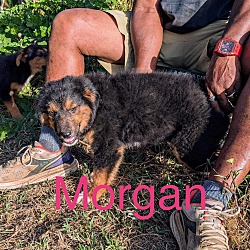 Photo of MORGAN