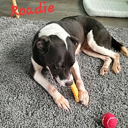 Thumbnail photo of Roadie #4