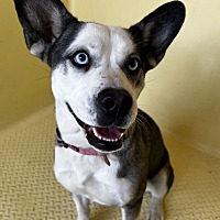 adopt a pet