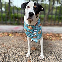 adopt a pet