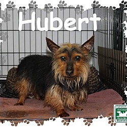 Thumbnail photo of Hubert #2