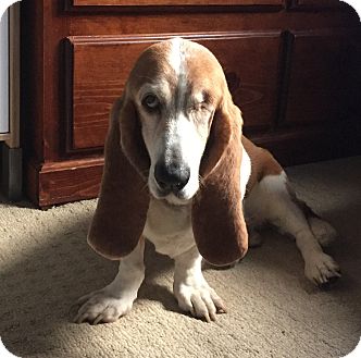 Los Angeles, CA - Basset Hound. Meet THUMPER a Pet for Adoption.