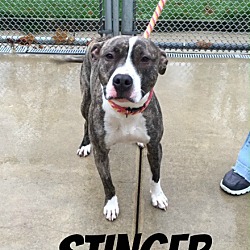 Thumbnail photo of Stinger #1