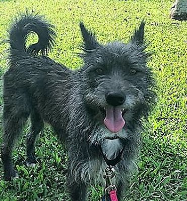 miniature schnauzer puppies for sale near upper marlboro md