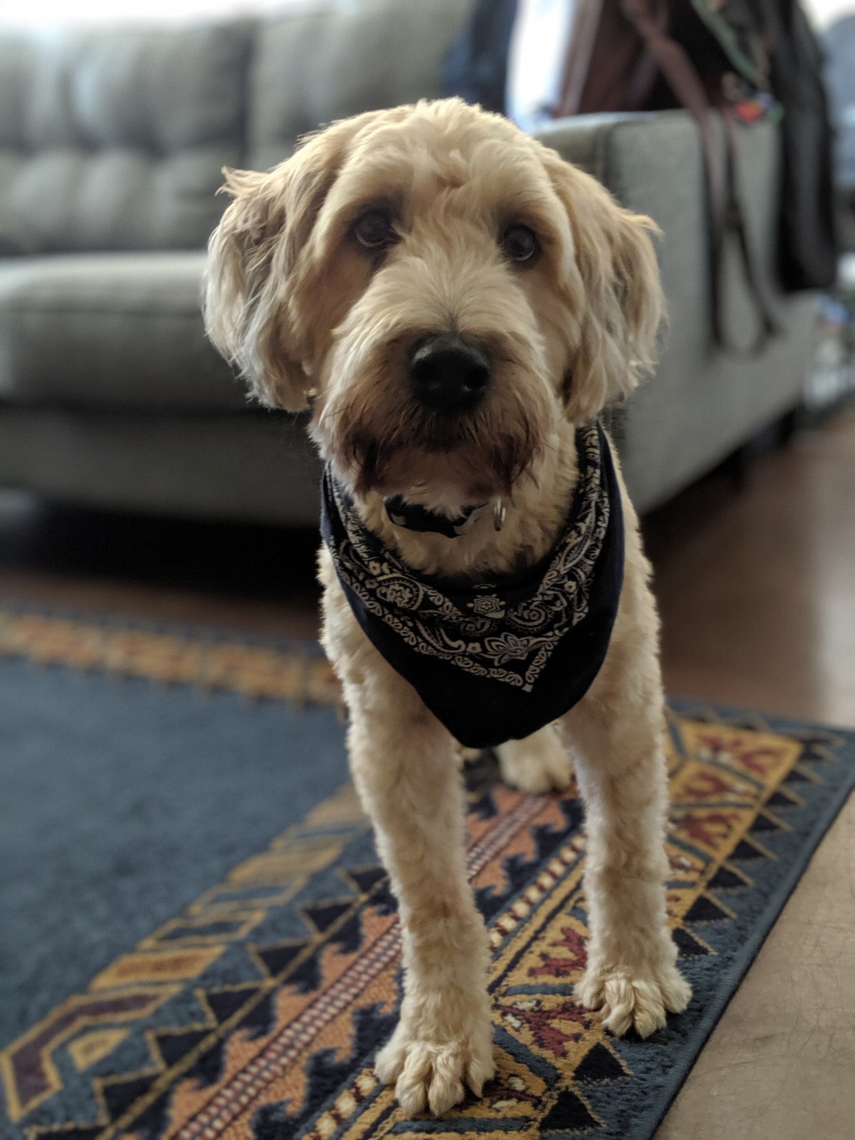 loofah dental dog toy