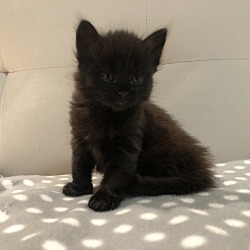 Photo of Kitten 