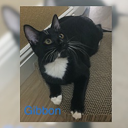 Photo of Gibbon