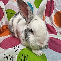 Photo of Sam-I-Am