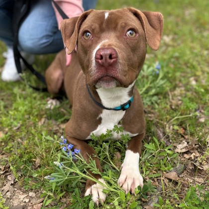 Bryan, TX - American Pit Bull Terrier. Meet Turbo a Pet for Adoption ...