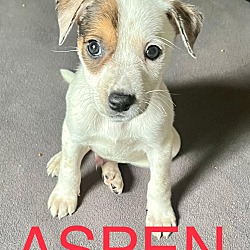 Photo of ASPEN and ASHER