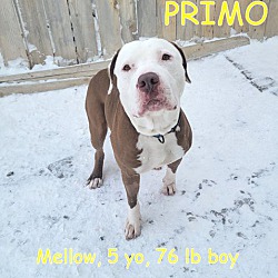 Photo of PRIMO