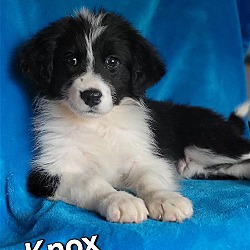 Thumbnail photo of Knox #1
