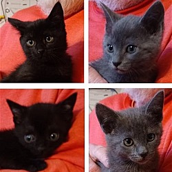 Photo of 4 G Kittens