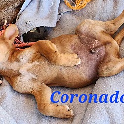 Thumbnail photo of Coronado #3