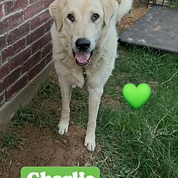 Thumbnail photo of Charlie #1