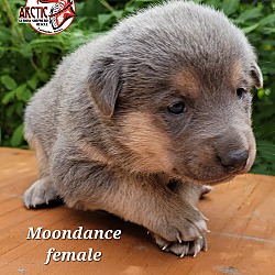 Thumbnail photo of Moondance #3