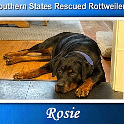 Thumbnail photo of Rosie #1