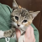 Adopt A Pet :: Appt. Pending - Iris - Versailles, KY
